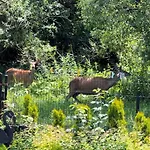 Vendégház Privat Forest