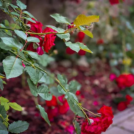 Privat Forest Vendégház 3*