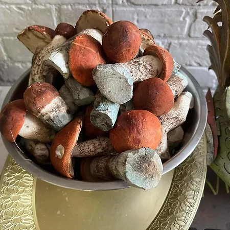 Privat Forest Vendégház