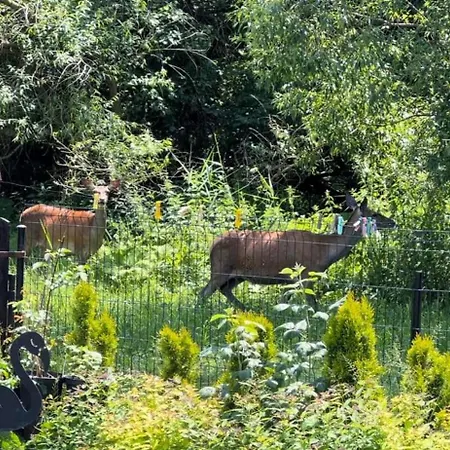 Πανσιόν Privat Forest