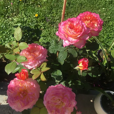 Vendégház Privat Forest 3*